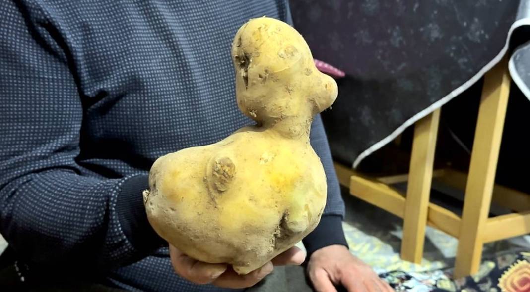 Patates diye aldı, içinden 'ördek' çıktı! Eve gelince fark etti, sonra bu sözü verdi 7